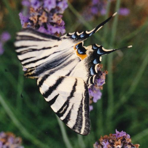 Réf. 275 130 : Iphiclides podalirius